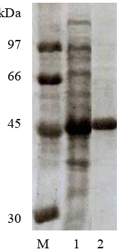 Fig. 1 : SDS-PAGE of purified recombinant protein. Lane M, protein molecular mass standard (molecular masses shown at the left); lane 1, crude extract; lane 2, purified protein