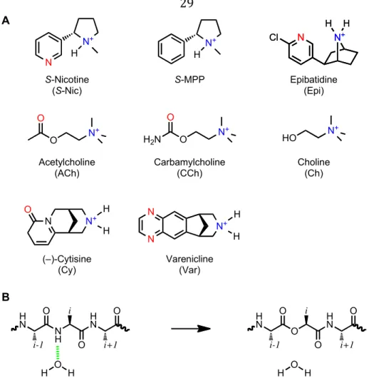 Figure  2.1.  Key  structures  considered  in  the  present  work.    (A)  Structures  of  agonists  used