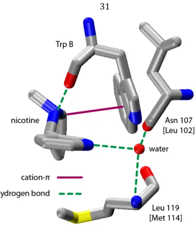 Figure  2.2.  Key  interactions  seen  in  the  crystal  structure  of  nicotine  bound  to  AChBP  (pdb:  