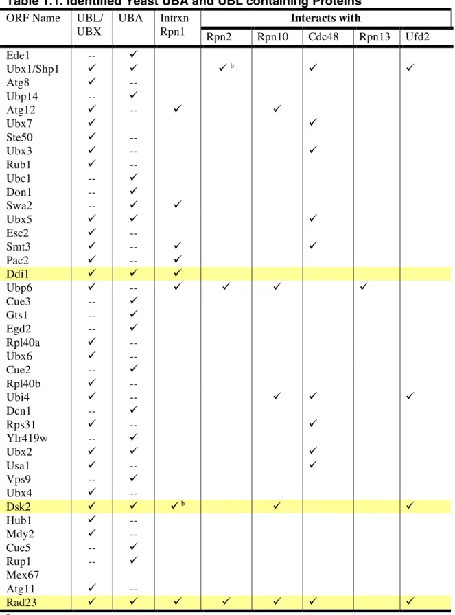 Table 1.1. Identified Yeast UBA and UBL containing Proteins  a    Interacts with ORF Name UBL/