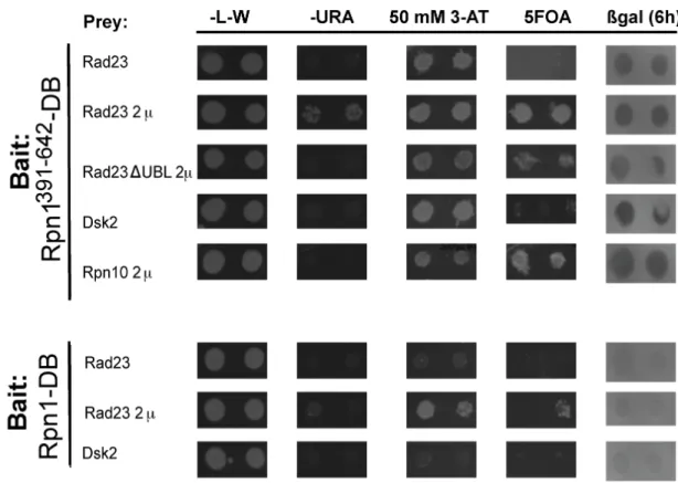 Figure 2.1. Forward-yeast two-hybrid interactions between Rpn1-DB and  prey proteins  