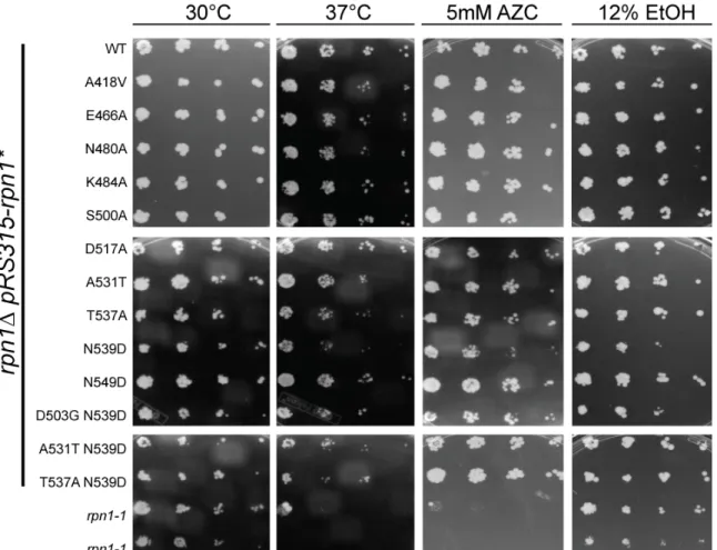 Figure 2.3. Mutant rpn1 alleles do not display typical proteasome mutant  phenotypes. 