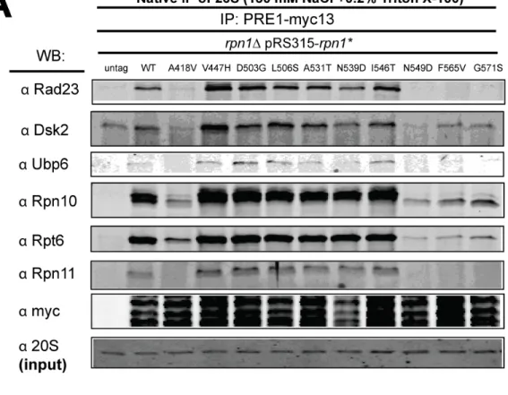 Figure 2.5. Select RY2H screen rpn1 alleles reduce proteasome stability  but do not impinge on UBA-UBL binding to the proteasome