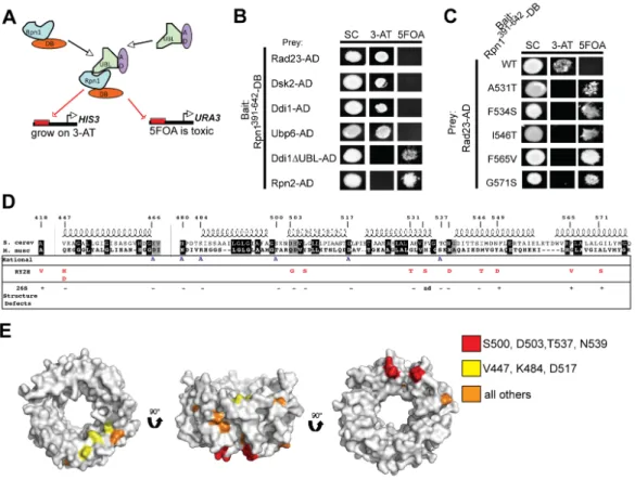 Figure 3.1. A two-pronged strategy identifies 18 Rpn1 residues that may be  important for binding UBL domain proteins