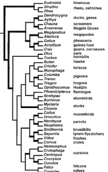 Figure 27.5, A ptiylogenetie hypothesis for 41 avian taxa based  on about 4800 base pairs ol miWLhondrial sequence and &amp;80 base  pairs of PEPCK intron 9 nuclear gene using ihree paleognaths as  ihe root (Soienson ci al
