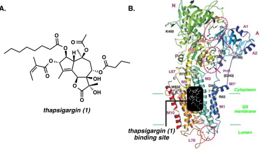 Figure 1.1.1.  A) Thapsigargin (1).  B)  Crystal structure of thapsigargin (1) bound SERCA-ATPase