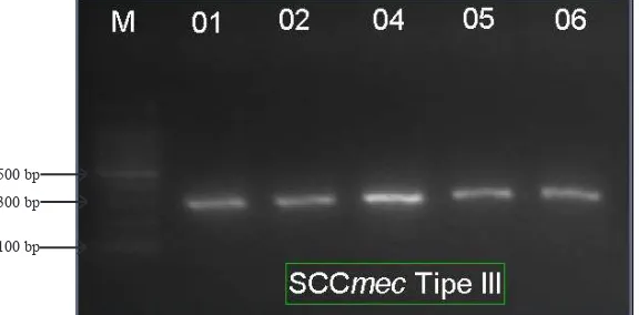 Gambar 1 Hasil PCR Gen mecA dengan Amplikon Sebesar 147 bp M adalah Marker    DNA, Sampel pada Alur 01–05