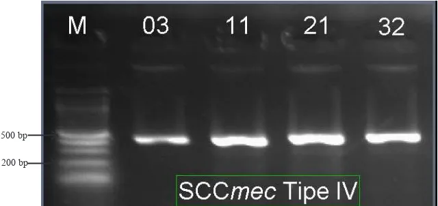 Gambar 3 Hasil PCR SCCmec Tipe IV dengan Amplikon Sebesar 490 bp M adalah Marker DNA, Sampel pada Alur 03, 11, 21, 32