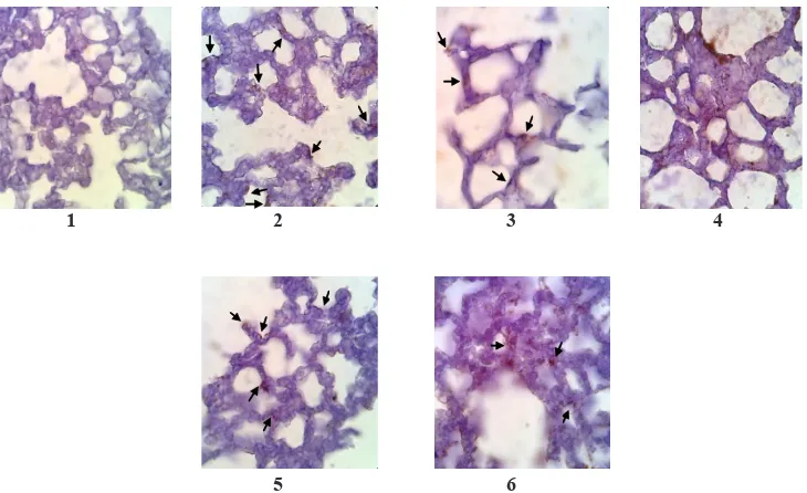 Gambar 1  Gambaran Sel Jaringan Paru yang Mengekspresi Caspase-3 pada Kelompok Kontrol          dan Perlakuan pada Hari ke-3 (Tanda Panah/Warna Coklat) (Mikroskop Binokuler        Olympus, 1.000x)