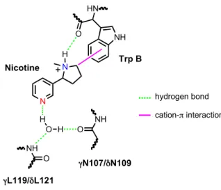 Figure  3.1.  Depiction  of  binding  interactions  of  the  nicotinic  pharmacophore  as  predicted  by  AChBP  structures