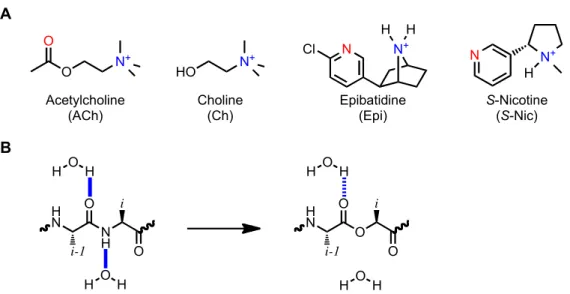 Figure  3.2.  Agonists  and  unnatural  amino  acids  used  in  this  study.  (A)  Agonists  used  in  this  study with pharmacophore highlighted: the positively charged nitrogen is shown in blue and the  hydrogen bond acceptor is shown in red