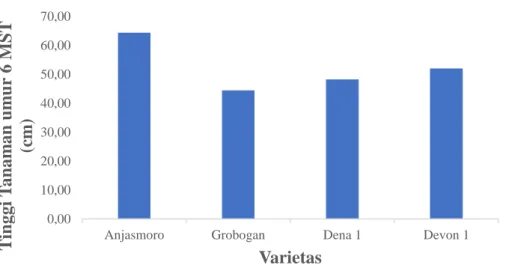Gambar 1. Diagram hubungan varietas terhadap tinggi tanaman pada umur 6 MST  Berdasarkan gambar 1 yang menunjukan pengaruh varietas terhadap tinggi  tanaman kedelai umur 6 MST