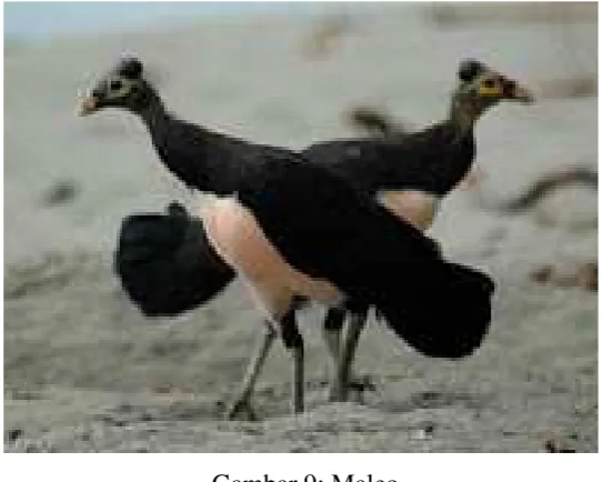 Gambar 9: Maleo 