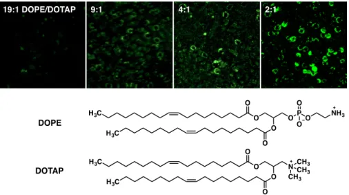 Figure 2-3. Optimization of lipid composition of liposomes for membrane fusion. Liposomes  were produced with different w/w ratios of DOPE and DOTAP and 10% w/w dodecanone