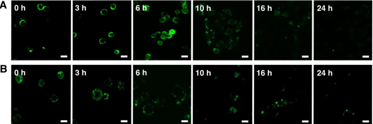 Figure  2-8.  Surface  lifetime  of  lipid-anchored  molecules.  PC12  cells  were  functionalized  with  (A)  AF488-  (II)  or  (B)  fluorescent  CS-E-  (IIIE)  functionalized  liposomes  and  monitored  by  microscopy