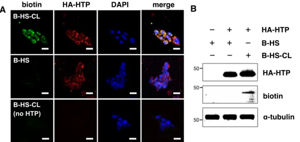 Figure  2-14.  Glycan  engineering  with  HS  GAGs.  CHO  cells  expressing  HTP  or  not  were  incubated  with B-HS-CL  or  B-HS