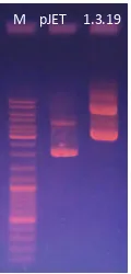 Gambar 1 Elektroforegram Hasil Isolasi DNA L1   