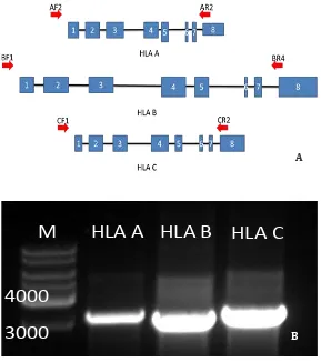 Gambar 2 Posisi Primer dan Visualisasi Gel Agarosa 1% Hasil PCRKeterangan:  A. Posisi primer forward dan primer reverse pada gen 