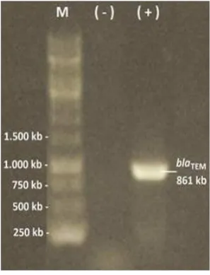 Gambar 1  Hasil PCR   