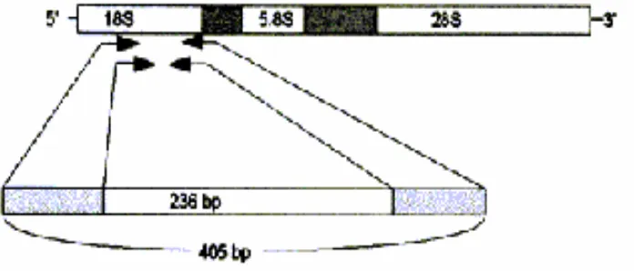 Tabel 1 Sequencing Nukleotida Pasangan Primer yang Digunakan Pada PCR