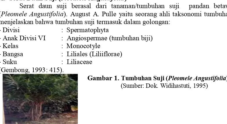 Gambar 1. Tumbuhan Suji (Pleomele Angustifolia)  