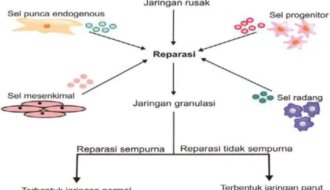 Gambar 2. Konsep reparasi 