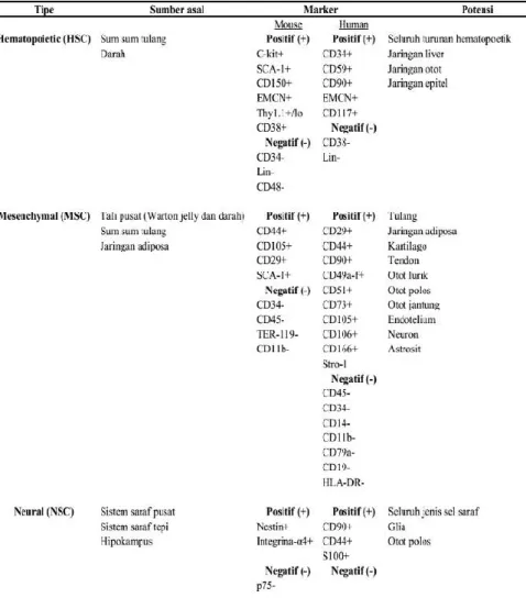 Tabel 1. Marker MSC, HSC dan NSC 