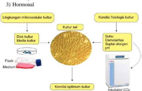 Gambar 24. Kondisi optimal kultur 