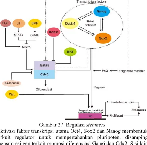 Gambar 27. Regulasi stemness 