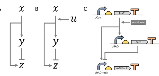 Figure  1:  Diagrams  of  feedforward  loops.  A:  The  original  feedforward  loop  illustration, composing of three components 𝑥, 𝑦 and 𝑧