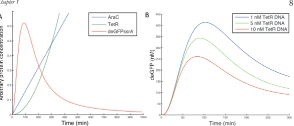 Figure 2: Simulation results of the FFL using the TX-TL simulation toolbox.  A: 