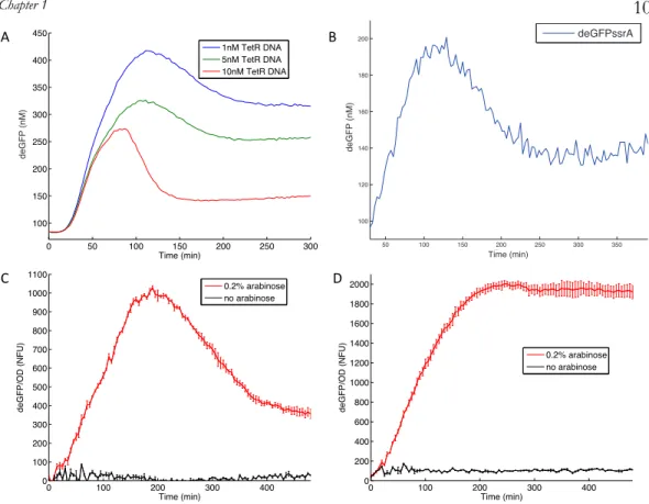 Figure 3: Experimental results of the FFL in TX-TL and cells. A: The time course  result of the FFL experiment in TX-TL with linear DNA: 10 nM AraC linear DNA,  10 nM deGFP linear DNA, 10 nM ClpX linear DNA, 0.2% arabinose, 0.1 µg/mL aTc  and varied TetR l