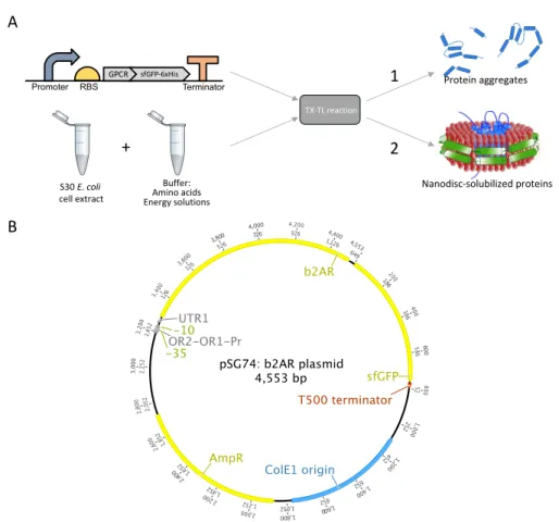 Figure 1 Illustration of the TX-TL experimental setup and a plasmid map of the  constructs
