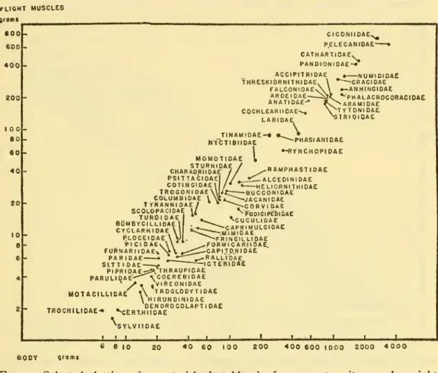 Fig. i. — Selected plottings (see asterisks in table i) of upper extremity muscle weights against body weights (log scales).