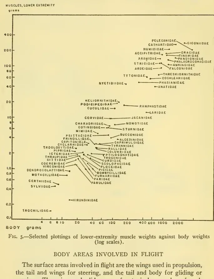 Fig. 5. — Selected plottings of lower-extremity muscle weights against body weights (log scales).