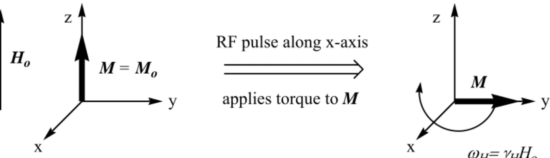 Figure 1-2: Precession of M in the xy-plane results from application of an RF pulse  perpendicular to H o 