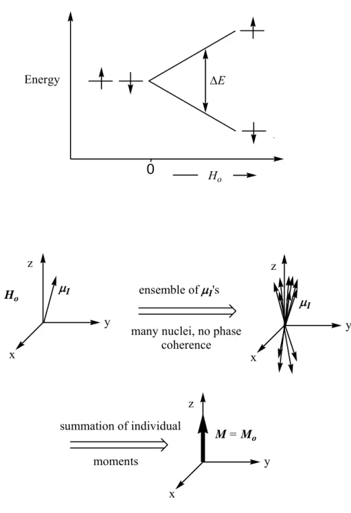 Figure 1-1: The Zeeman effect on a spin 1/2 particle as a function of applied magnetic  field strength, H o  (top)
