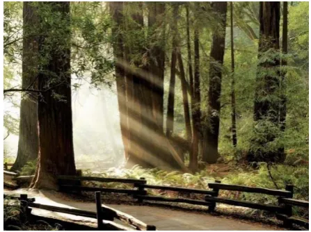 Gambar III. 7 background untuk illustrasi double exposure 