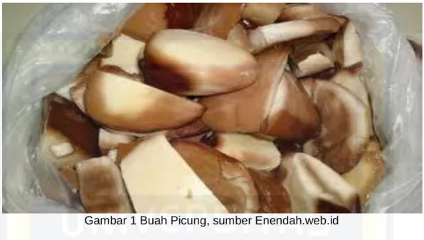 Gambar 1 Buah Picung, sumber Enendah.web.id  