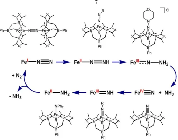 Figure 1.4.  [PhBP iPr 3 ]Fe complexes with a wide range of nitrogenous ligands are  structurally similar to proposed intermediates in a Chatt-type cycle at a single iron  site