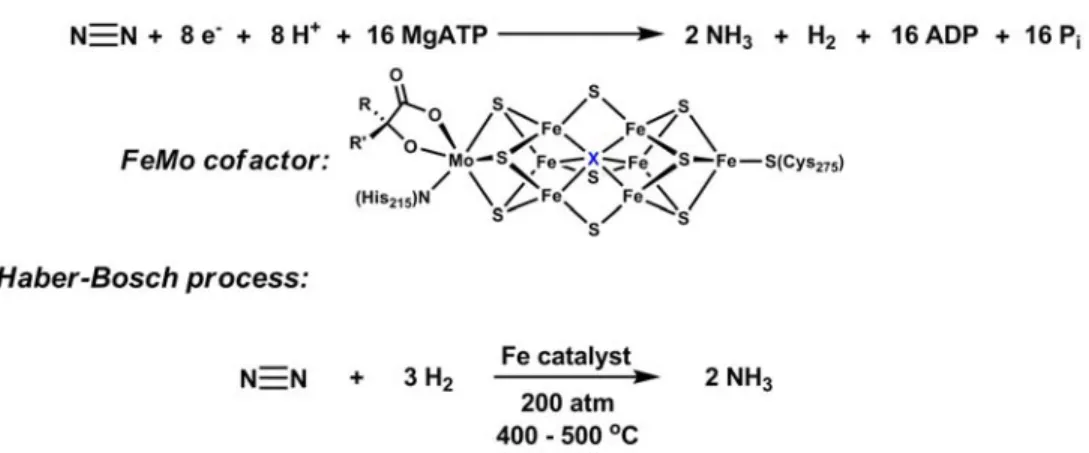 Figure 1.5. Nitrogenases and the Haber-Bosch process reduce dinitrogen to  ammonia.  