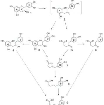 Figure  7  -  Catechin  as  a  hydrogen  sink  during  in  vitro  rumen  fermentation