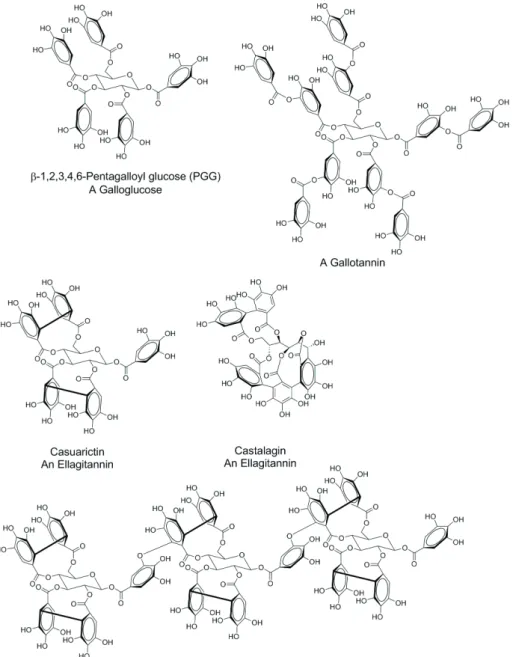 Figure 1 - Examples of hydrolysable tannins with subclasses listed.