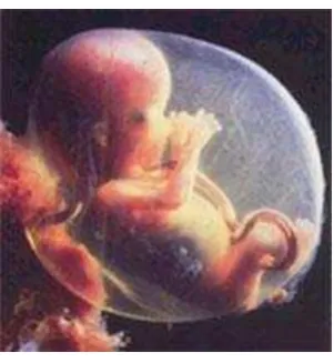 Gambar II.1 Embryo 