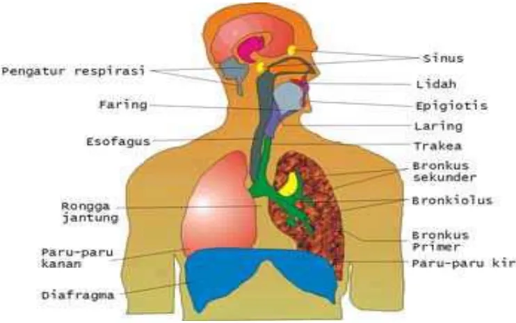 Gambar 2.2 Anatomi Sistem Pernafasan Manusia 
