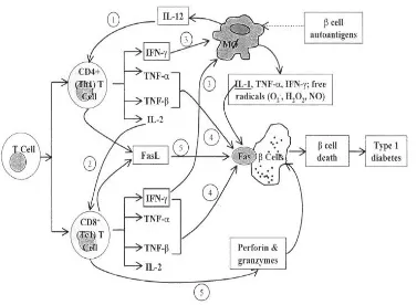 Gambar 2.4 Interaksi Sel Imun yang Terlibat dalam Kerusakan Sel β Pankreas (Mycek,