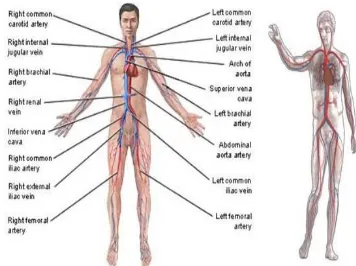 Gambar 1.1 Anatomi Pembuluh Darah