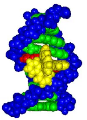 Figure 5.7.  Schematic representation of ∆-[Rh(bpy) 2 chrysi] 3+  bound to the CC mismatch  site of the duplex, d(GCCTCAGGC) 2 
