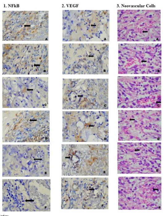 Figure 1. Macrophage expression of NF-κB  on the control group, Neovascular’s expression of  VEGF on the control group, and Neovascular cell’s count on the control group