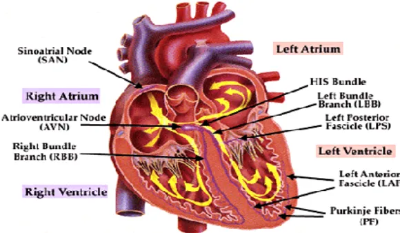 Gambar 6. Sistem Konduksi Jantung